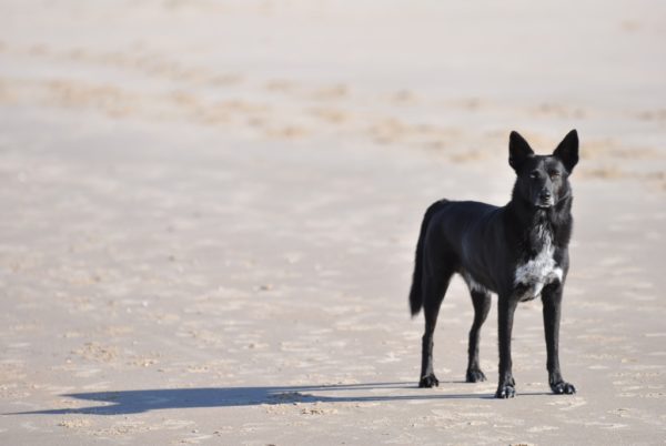Strandurlaub mit Hund in Nordholland Zucker und Zimt Design